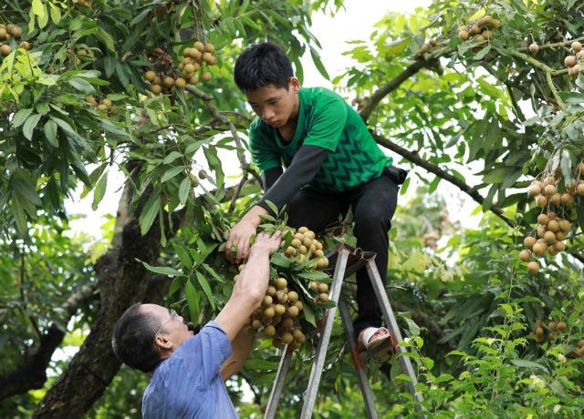 AEON eyes exporting Vietnamese longan to Asian markets