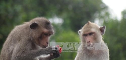 Sóc Trăng to feature macaques as tourist draw
