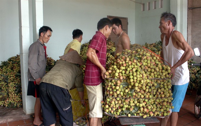 Lychee prices rocket to record high