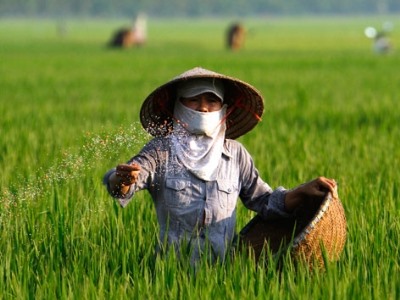 DAP fertiliser prices rise sharply