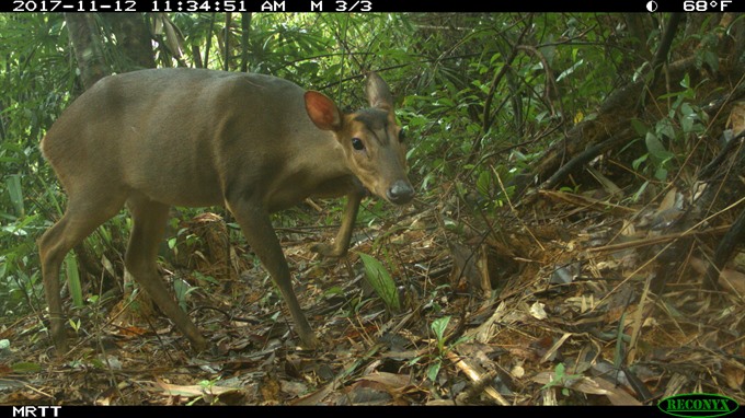 Large-antlered muntjac recorded by camera trap in Quảng Nam