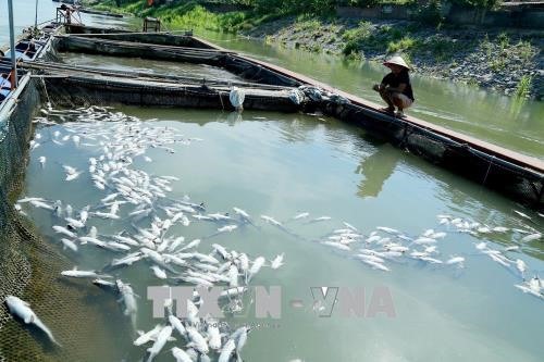 Hydropower plant water release kills fish in Phú Thọ