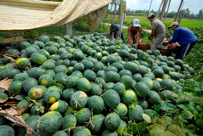 VNs watermelons face many regulations from China