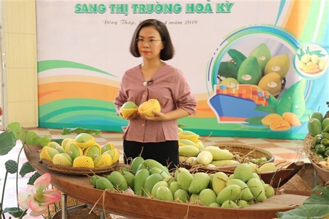 VN exports first batch of mangoes to the US