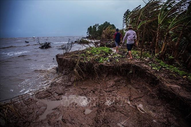 Cà Mau Province takes steps to prevent erosion