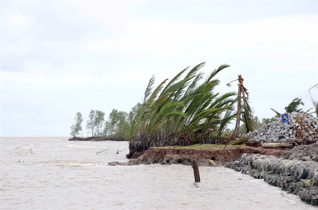 Cà Mau declares emergency as western sea dyke is badly eroded