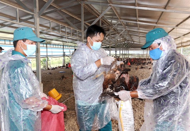 Long An steps up measures to control bird pig diseases