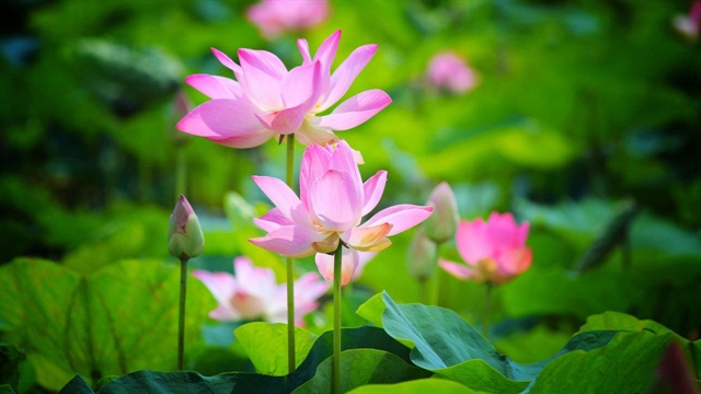 Lotus key in boosting Đồng Tháp tourism