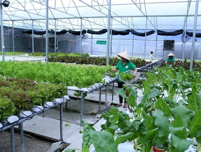 Cần Thơ promotes sustainable urban agricultural models