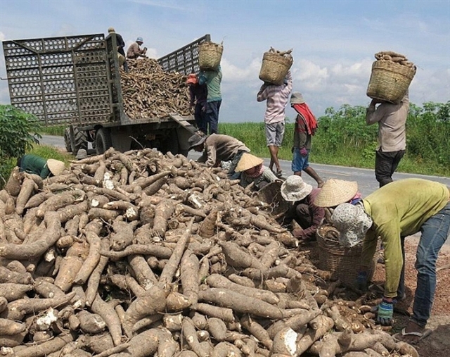 Cassava exports recover in Q1