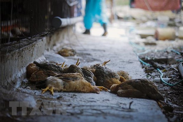 Bird flu detected on Buôn Ma Thuột farms