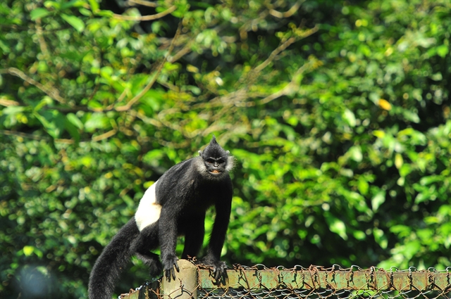 PM calls for action to protect endangered langurs in Hà Nam