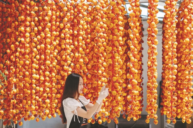 Dried persimmon – a delicacy of Đà Lạt