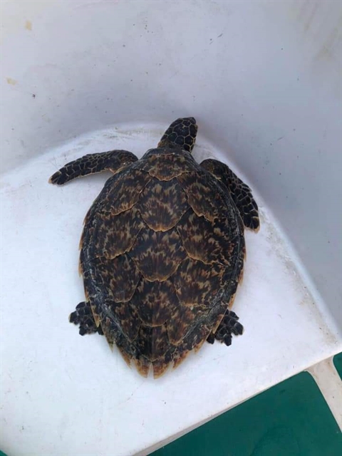 Endangered sea turtle returns to ocean
