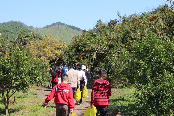 Tourists flock to northern provinces orange groves
