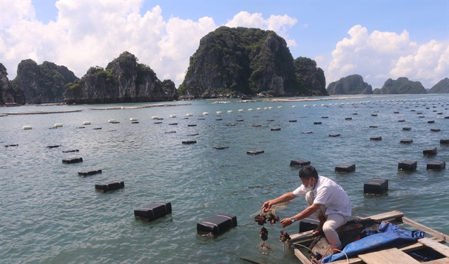 Pacific oysters: a Quảng Ninh speciality
