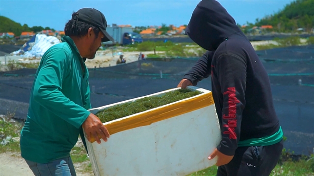 Seaweed offers a boost for coastal provinces blue economy