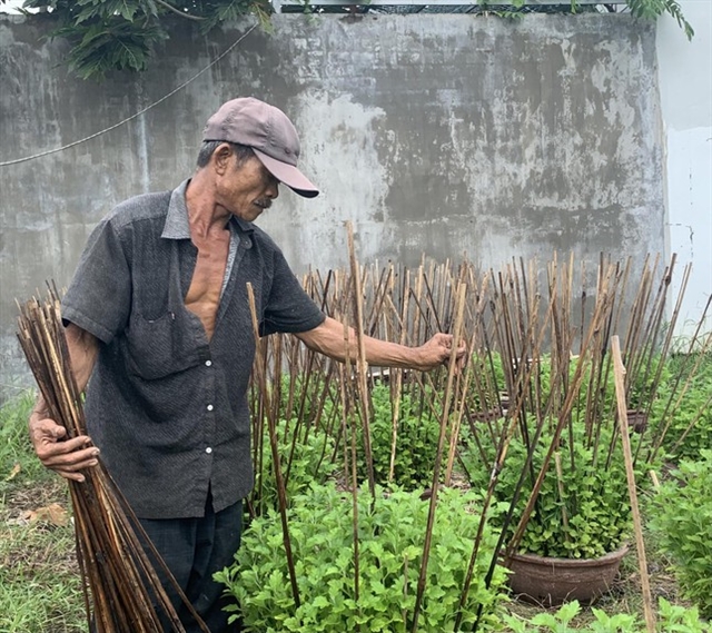 Khánh Hòa chrysanthemum growers concerned over COVID-19
