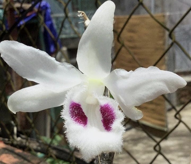 Dozens duped by mutant orchid scams