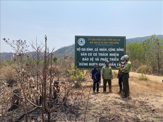Gia Lai Province fights back against illegal forest destruction