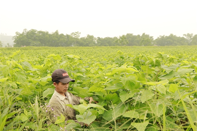 Silkworms help Yên Bái farmers escape poverty