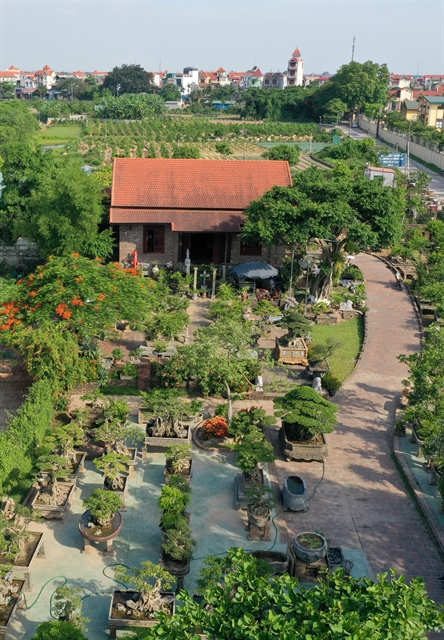 Flowers and ornamental plants are key agriculture products of Hà Nội
