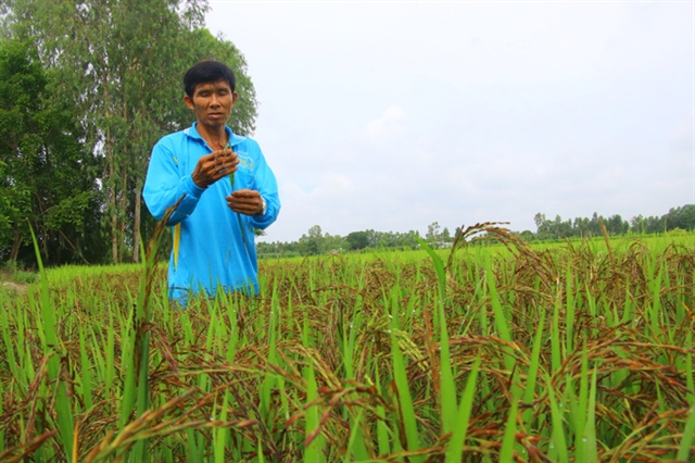 Đồng Tháp farmer delivers organic success
