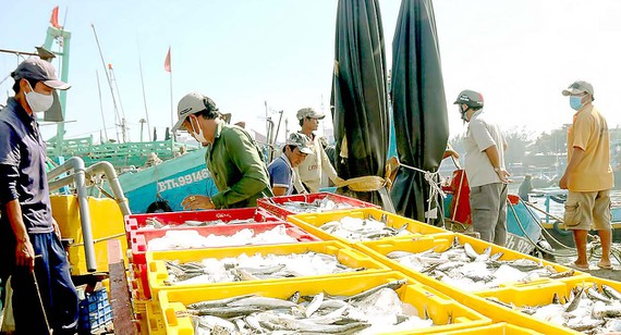 Bình Thuận fishing industry thrives amid pandemic