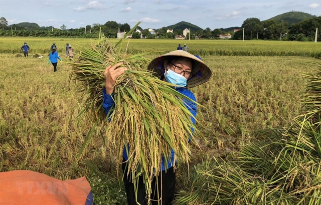 Việt Nam urged to transform food system amid challenges