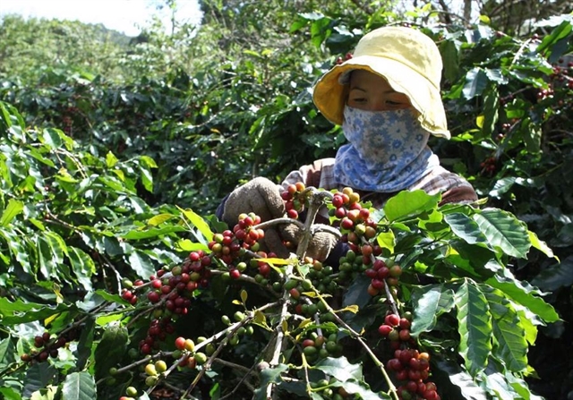 Coffee industry targets 6 billion export value in 2030