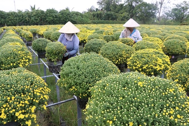 Mekong Delta flower farmers worry about Tet sales as traders keep away