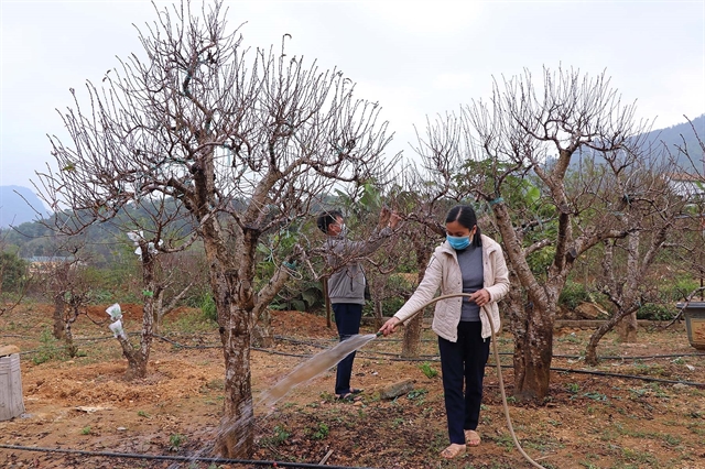 Hoà Bình growers improve income thanks to planting peach trees