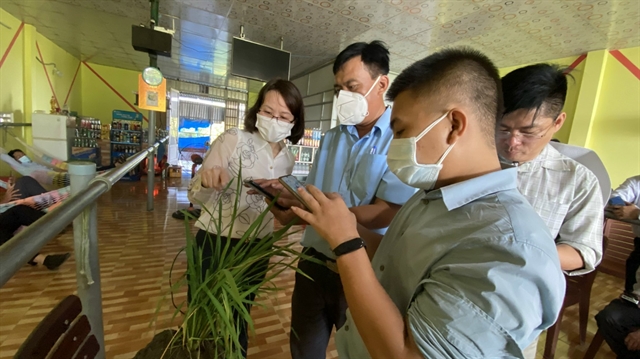 Rice pest identification app piloted in An Giang

