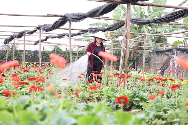 Blooming from the ashes: Tây Tựu flower village prepares for Tết