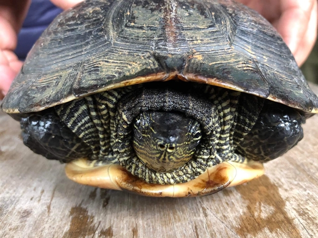 Endangered turtles returned to wild