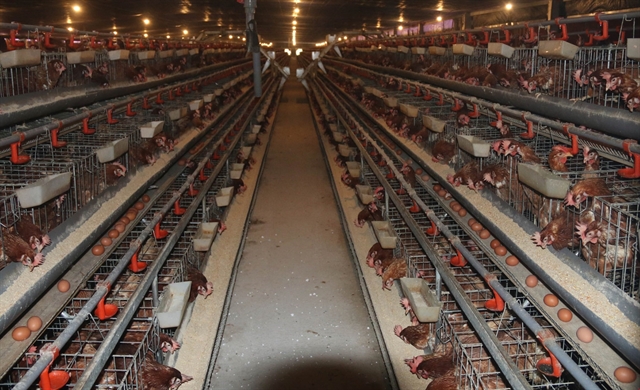 Mekong Delta focused on prevention of livestock poultry diseases before Tết