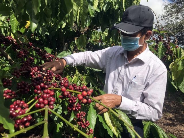 Việt Nams robusta coffee honoured with World Record