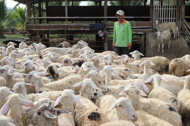 Ninh Thuận raises baa for sheep farming