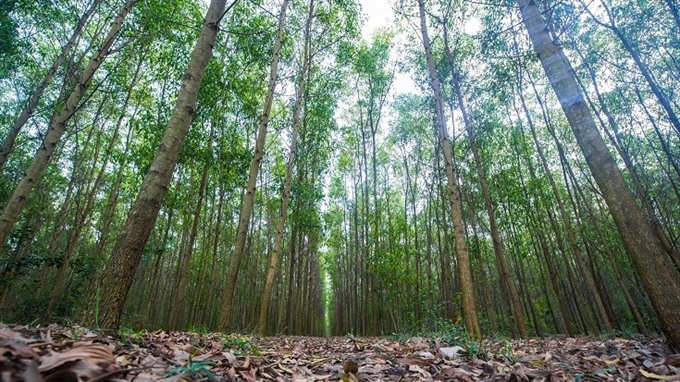 VN sets goals for sustainable forestry development