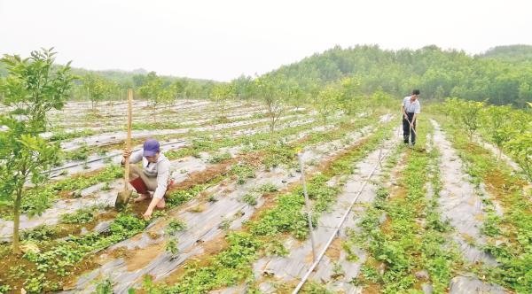 A national programme for medicinal material development needed