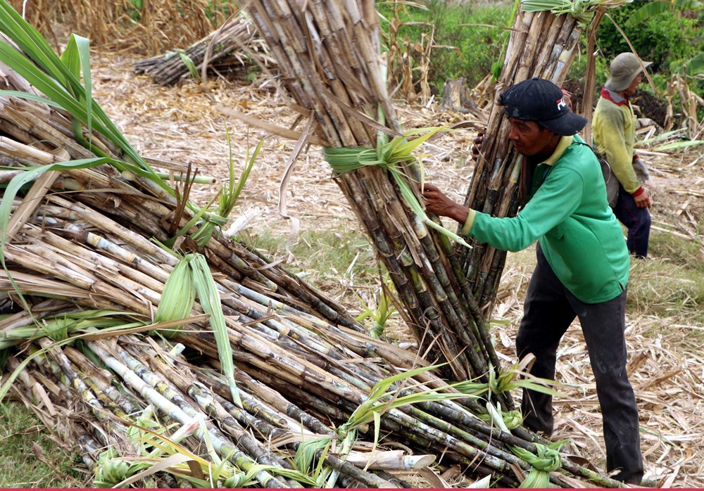 Sugar industry could be sweeter with restructuring