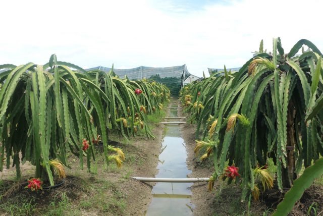 Organic dragon fruit cultivation expands in Long An