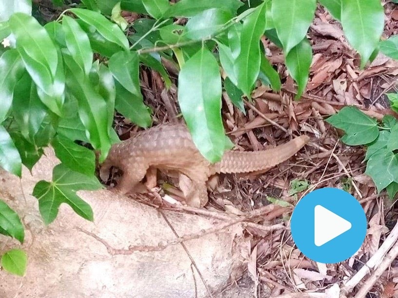 Endangered pangolin released to nature of Chàm Islands