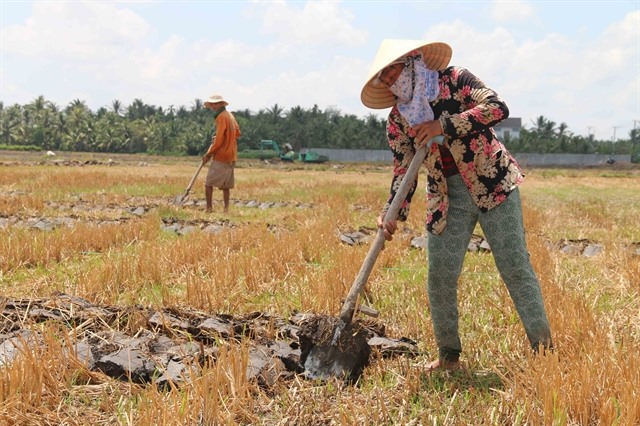 Trà Vinh turns to other crops on unproductive rice, sugarcane fields