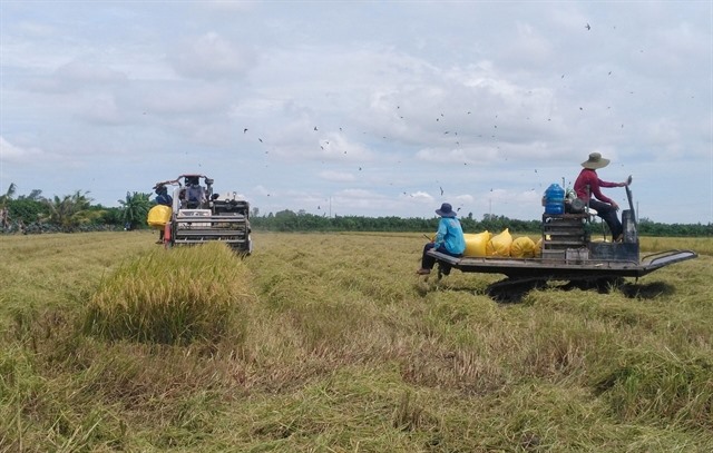 Đồng Tháp Province keen to develop agricultural products with geographical indications
