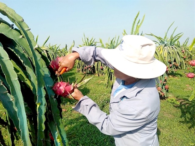 Bình Thuận invests in advanced irrigation facilities for agricultural production