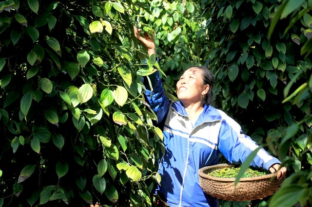 VN unlikely to reach pepper export target this year