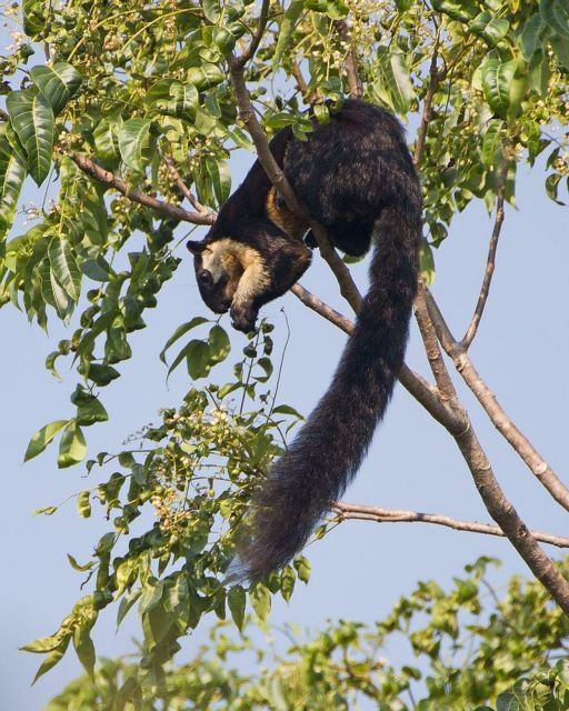 The Black Squirrel in Việt Nam dwells solely on one island