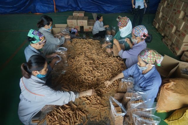 Cinnamon: the spice of life for farmers