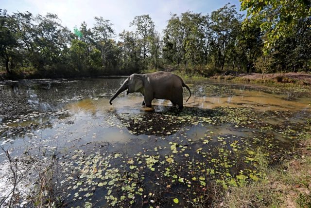 A dying breed: Đắk Lắk elephants set for better welfare
